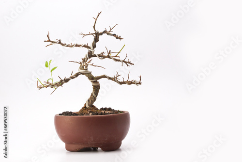 A small bonsai tree in a ceramic pot on the white background