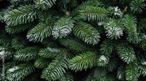 close up snow-covered fir green branches and snowfall flakes, Christmas banner background