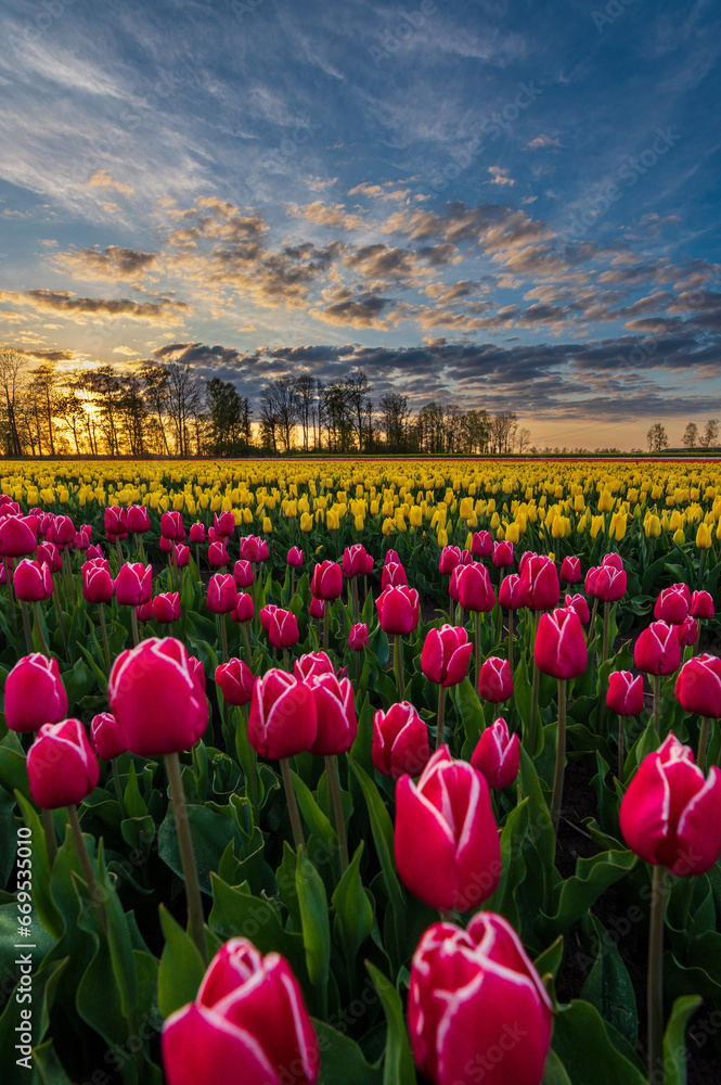 Fototapeta premium Tulipanowe Pole