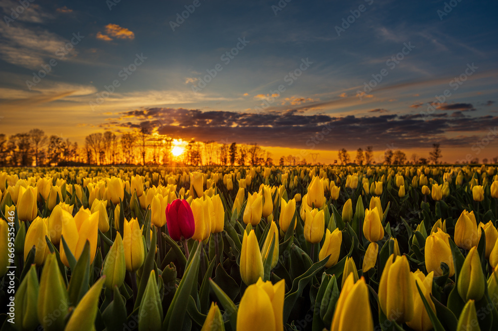 Naklejka premium Tulipanowe Pole