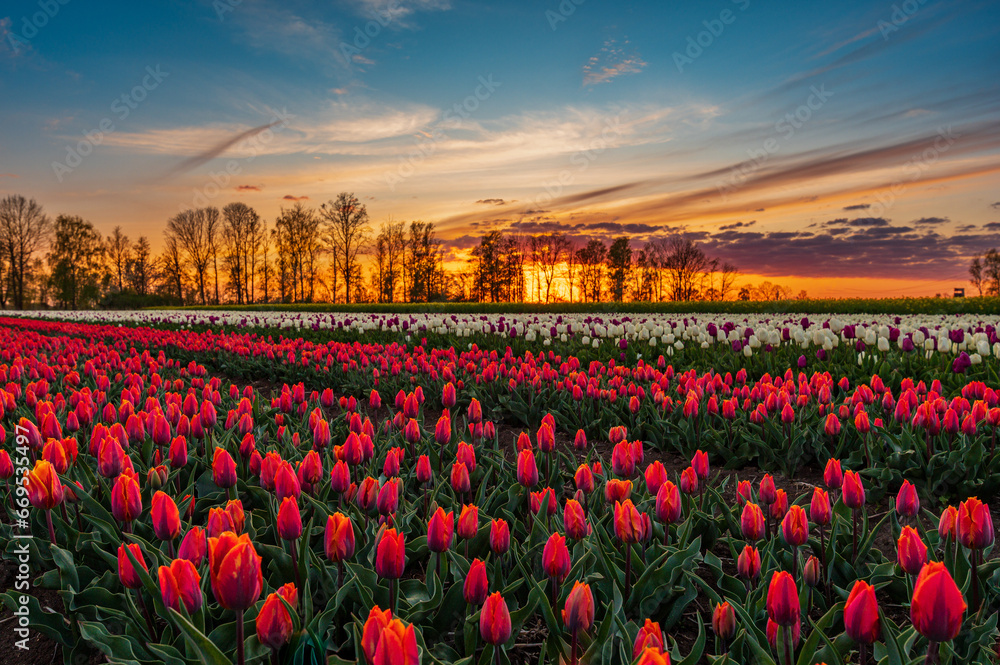 Obraz premium Tulipanowe Pole
