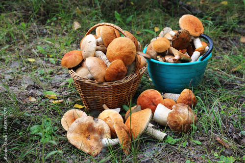 Two full baskets with collected mushrooms