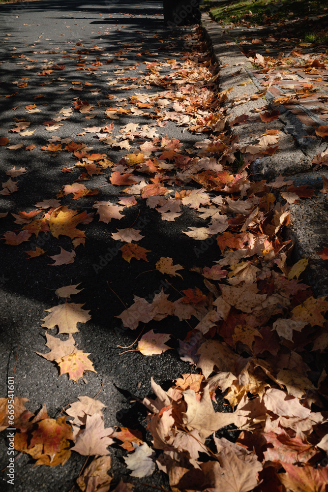 autumn leaves on the street in shadows 