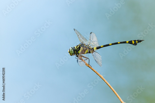 Common Clubtail dragonfly perching on a stick