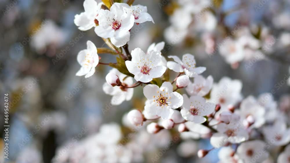 Purple leaf plum blooming in spring Purple leaf plum blooming in spring