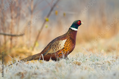 Bird - Common pheasant Phasianus colchius Ring-necked pheasant in natural habitat, grassland in autumn	
