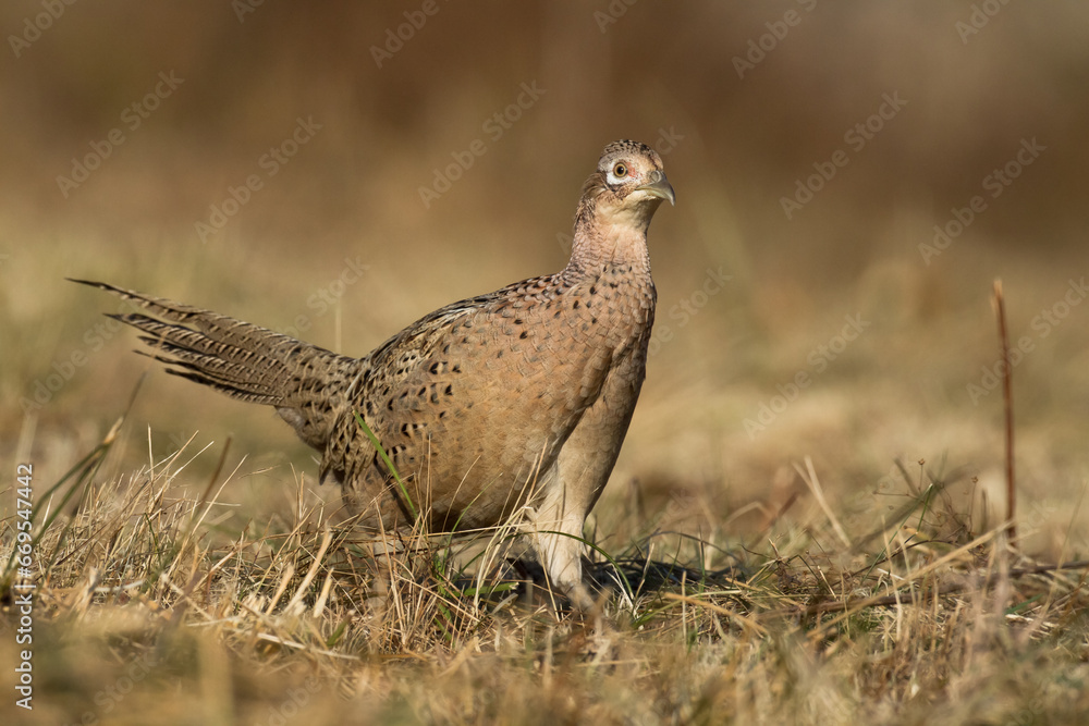 Bird - Common pheasant Phasianus colchius Ring-necked pheasant in natural habitat, grassland in autumn
Bird - Common pheasant Phasianus colchius Ring-necked pheasant in natural habitat, grassland in autumn