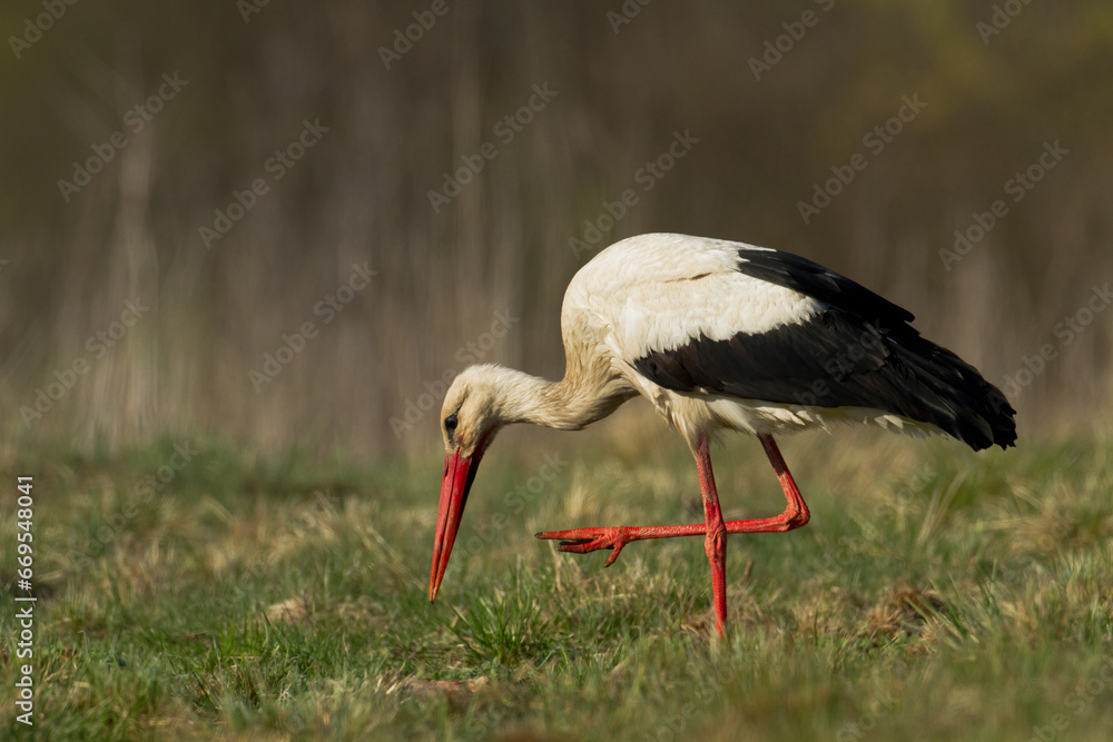 Bird White Stork Ciconia ciconia hunting time summer in Poland Europe Bird White Stork Ciconia ciconia hunting time summer in Poland Europe