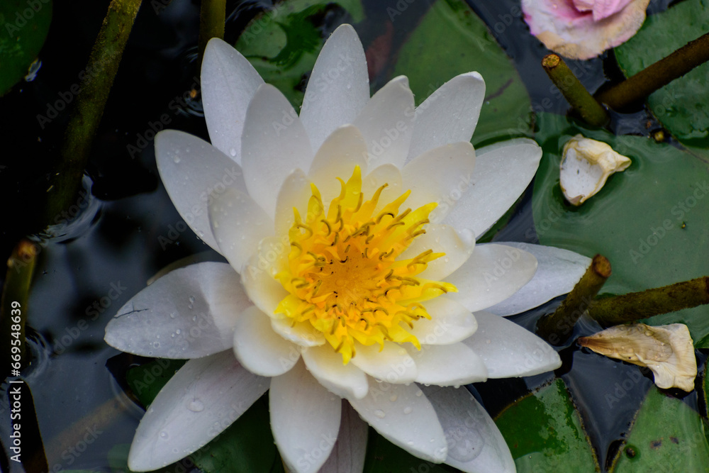 Nénufar Blanches dans un basin fleurs en été Nénufar Blanches dans un basin fleurs en été