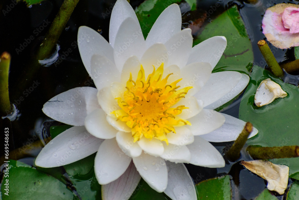 Nénufar Blanches dans un basin fleurs en été Nénufar Blanches dans un basin fleurs en été