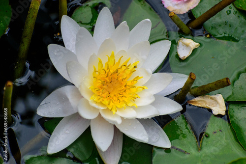 N  nufar Blanches dans un basin fleurs en   t  