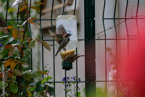 Les oiseaux mangent   photo