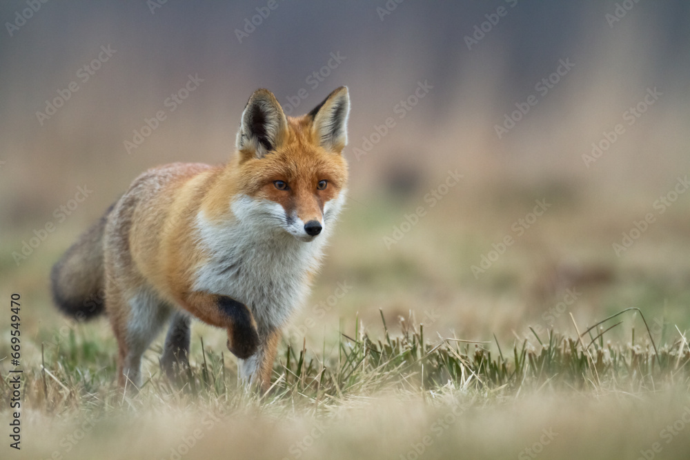 Fox Vulpes vulpes in natural scenery, Poland Europe, animal walking among  meadow