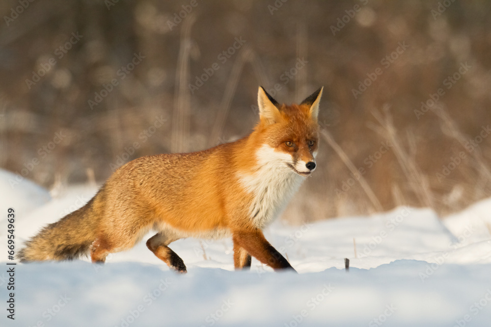 Fox Vulpes vulpes in natural scenery, Poland Europe, animal walking among meadow Fox Vulpes vulpes in natural scenery, Poland Europe, animal walking among meadow