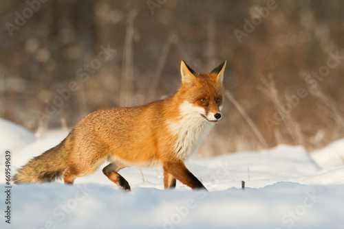 Fox Vulpes vulpes in natural scenery, Poland Europe, animal walking among  meadow