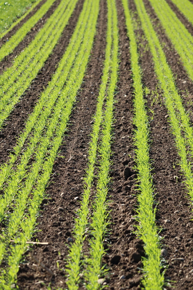 Agricultural field with artful pattern