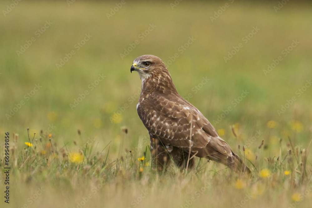 landing Common buzzard Buteo buteo in the fields in winter snow, buzzards in natural habitat, hawk bird on the ground, predatory bird close up winter bird