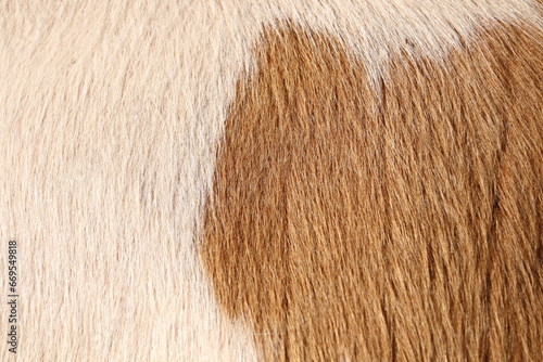 Closeup of cow fur