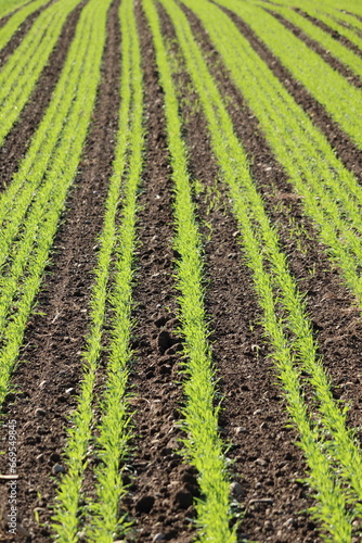 Agricultural field with artful pattern