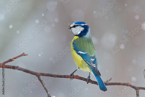 Bird - Blue Tit Cyanistes caeruleus perched on tree winter time small bird on blurred background
