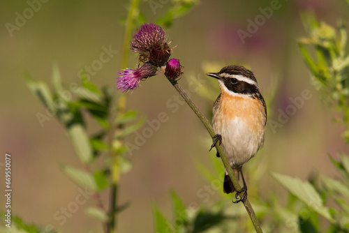Bird Whinchat Saxicola rubetra - bird sitting on the weed, male, amazing background with warm light summer time Poland, Europe
