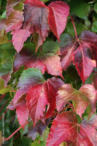 Colorful vine leaves in autumn