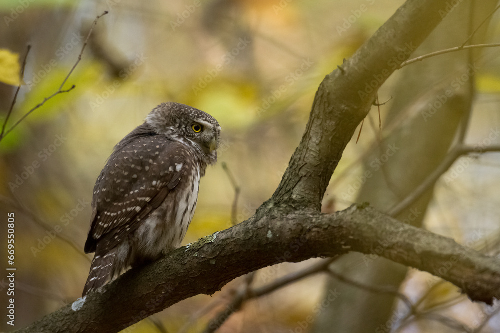 Pygmy owl Glaucidium passerinum little owl natural dark forest north parts of Poland Europe Pygmy owl Glaucidium passerinum little owl natural dark forest north parts of Poland Europe