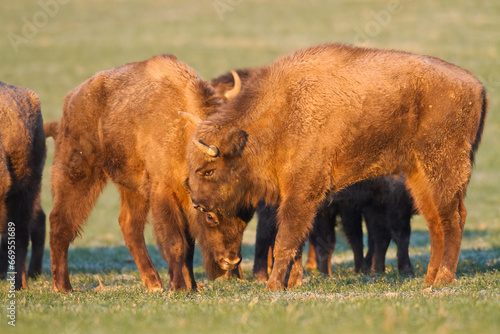 Mammals - wild nature European bison ( Bison bonasus ) Wisent herd standing on field North Eastern part of Poland, Europe Knyszynska Primeval Forest photo