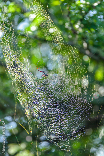 Spider African Species Large Web In Trees For Bird Prey Wildlife Environment.