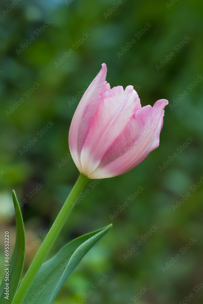 Tulip flower field blooming in the garden Tulip flower field blooming in the garden