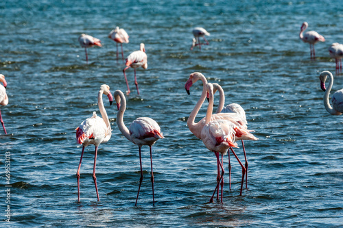 Greater Flamingos - Phoenicopterus roseus- along the shores of Walvis Bay, Namibia.