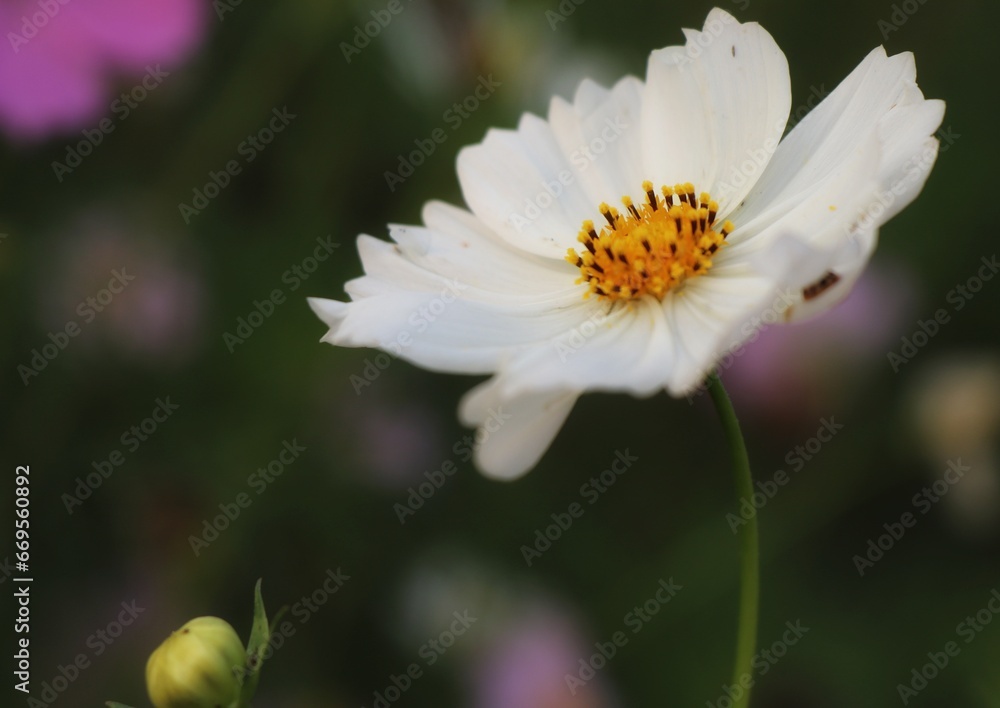 white cosmos flower. white cosmos flower.