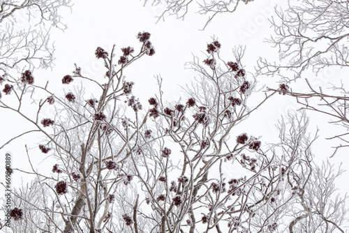 winter of Taebaek mountain photo