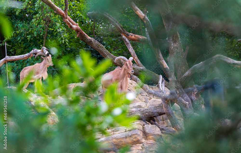 Two Barbary Sheep are standing on rocks in the forest Two Barbary Sheep are standing on rocks in the forest