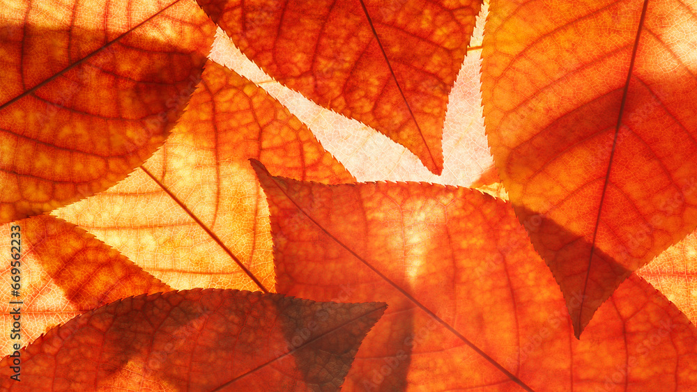 Bright background autumn season leaves close-up with backlight as a background, template or web banner for the design of the autumn theme Bright background autumn season leaves close-up with backlight as a background, template or web banner for the design of the autumn theme