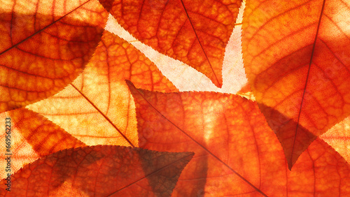 Bright background autumn season leaves close-up with backlight as a background  template or web banner for the design of the autumn theme