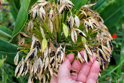Close up of an Agapanthus praecox flower head full of open seed pods revealing the black seeds inside. Also known as Lily of the Nile of African Lily.
