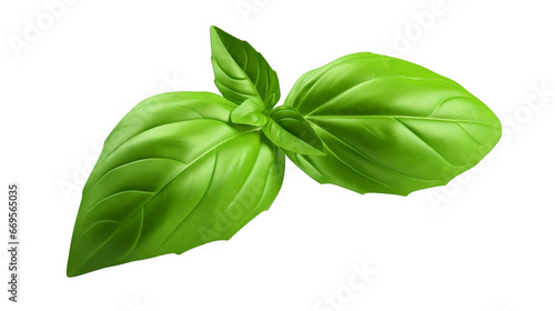Stampa su tela 3d rendering close up Fresh organic basil leaves isolated on transparent background png