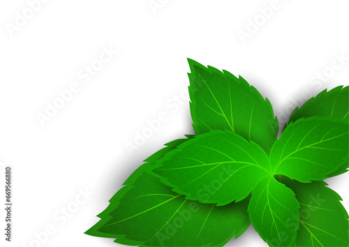 Realistic mint leaf on a white background. Freshness concept. Vector