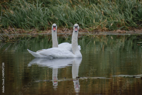 swan on the water © Александр Арендарь