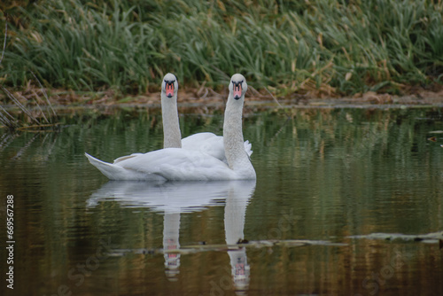 swan on the water