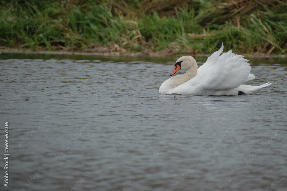 Obraz premium white swan on the lake