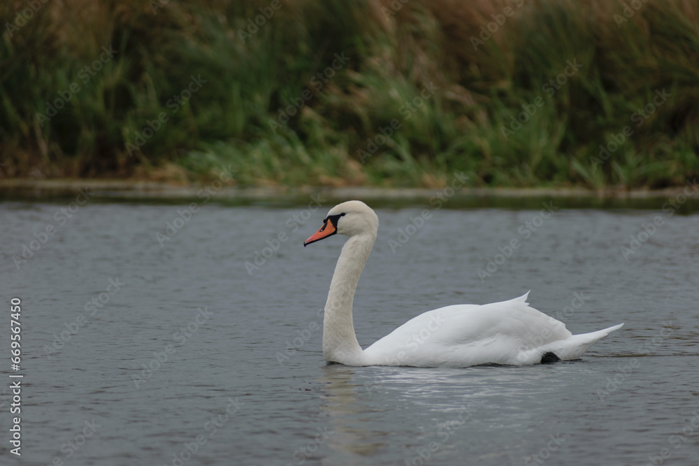 Fototapeta premium white swan on lake