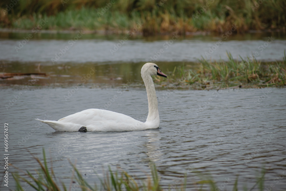 swan on the lake swan on the lake