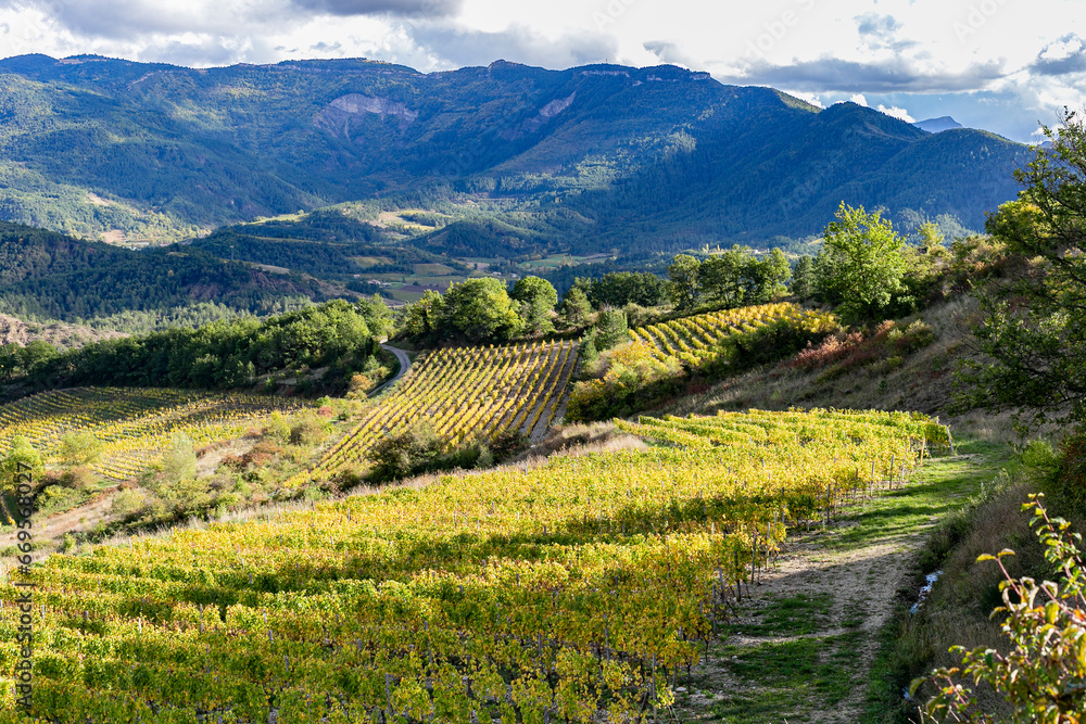 Fototapeta premium Vineyards in french countryside, drome, Diois, Clairette de Die. Autumn colors, sunny day with clouds. Paysage viticole. Vignoble de France.