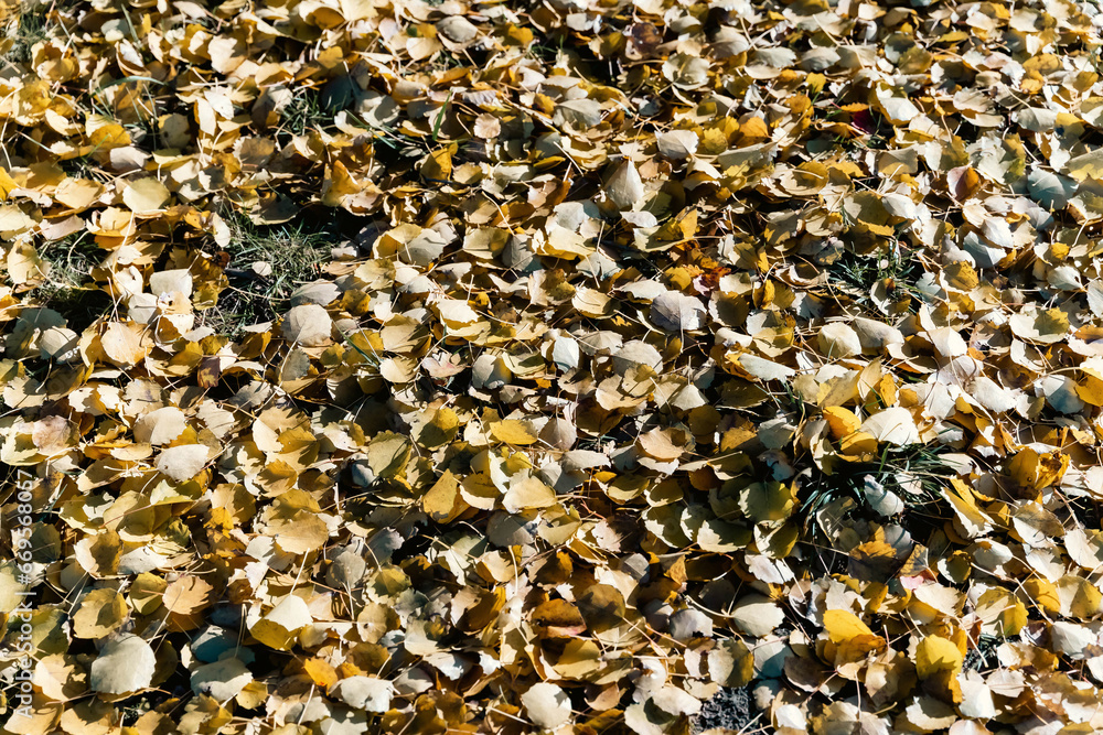 A beautiful carpet of fallen yellow autumn leaves. Change of seasons