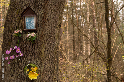 Fototapeta Naklejka Na Ścianę i Meble -  Mała kapliczka Marii Panny w lesie wisząca na dużym dębie w początkach wiosny.