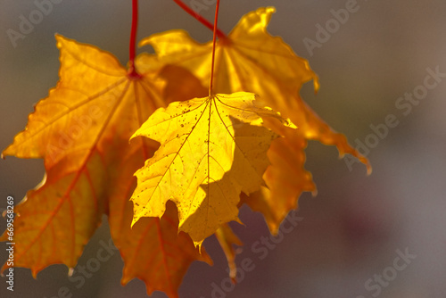 Złoto żółto czerwone liście klonu w jesiennej krasie , oświetlone słońcem . Polska Złota Jesień .