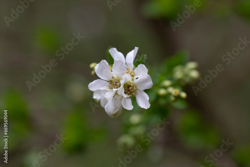 Exochorda grandiflora grows and blooms in the garden in summer