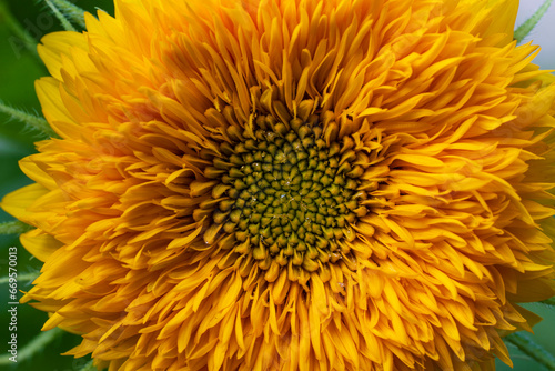 Decorative sunflower flower on a sunny summer day. Orange color sunflowers closeup in bloom in the garden. Bright colorful floral background on a nature